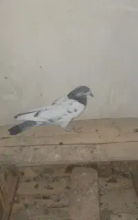 ۲ عدد ماده