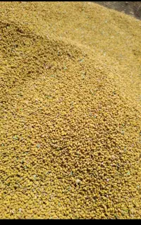بذر یونجه