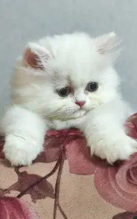 بچه گربه بریتیش