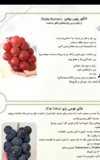 مجموعه ای از برترین های جهان