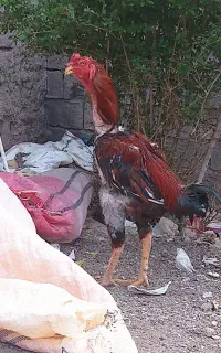 خروس لاری اصیل ۴۵۰۰ تومن