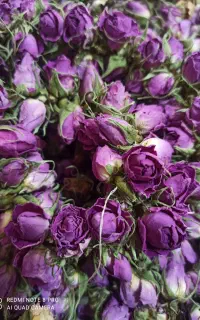 گل محمدی خشک شده تازه و امسالی (۵۰گرمی ۲۵۰تومن)