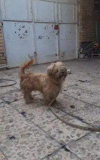 گمشده مژدگانی دارد