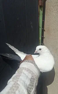دم سیاه پاک نر