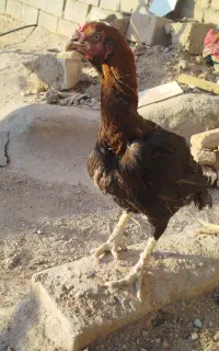 مرغ لاری