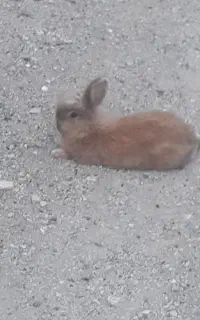 جفت خرگوش دستی هستن