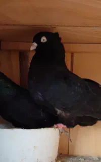 زاغ چشم نوک سفید اصیل