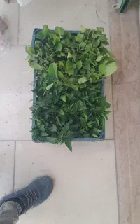 نشا بادمجان فلفل