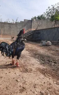 خروس لاری
