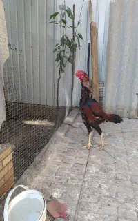 خروس لاری