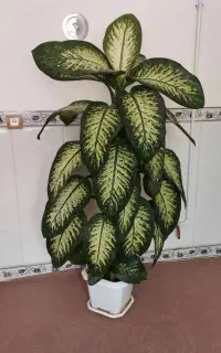 ۲عددگل دیفن باخیا
