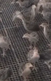 جوجه بوقلمون برنز و بیوتی و گلپایگان تخمگذار