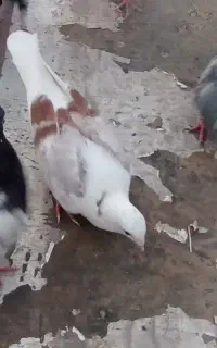 کفتر گمشده هرکی گرفته خریدارم