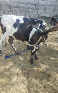 گاو نر