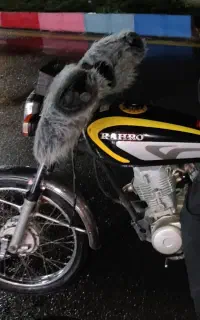 موتور سیکلت ۱۲۵