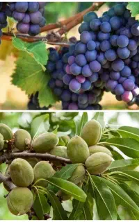 تولید انواع نهال بادام و انگور پربار