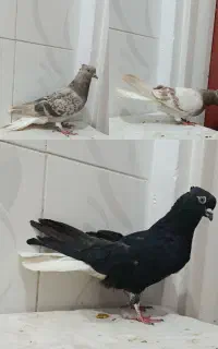 3عدد کبوتر دم سفید غریب شهرستان