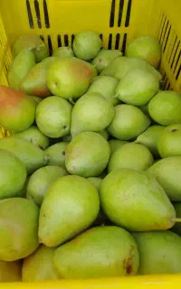 گلابی اسپادانا درجه ۱ لطفا اگهی رو بخونید