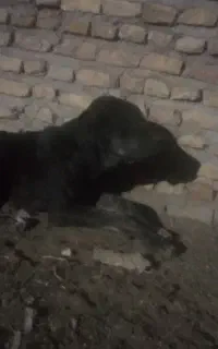 نسلش افغانی اصلی
