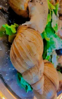 واگذاری حلزون