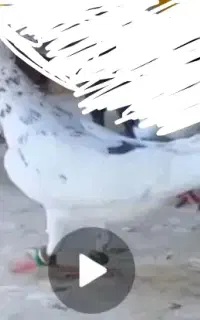 سار کاکلی