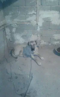 سگ سرابی