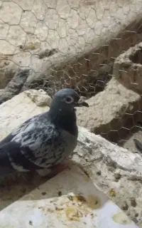 کفتر پیداشده