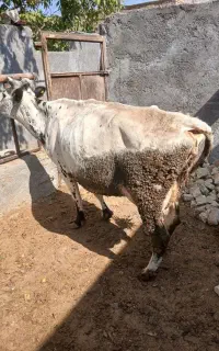 یک راس گاو