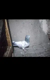 *گمشده*
