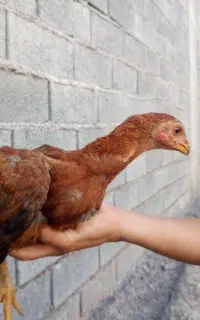 جوجه لاری اصل ترک افغان