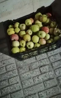 سیب پا درختی