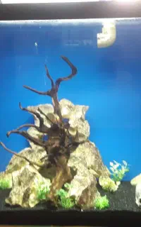 آکواریوم شیک و زیبا مخصوص منزل یا مغازه