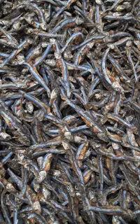 خریدوفروش ماهی خشک موتووپودرماهی موتو