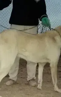 معاوضه یک قلاده سگ پژدر اصیل ماده