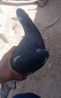 کبوتر خوب معامله با خروس
