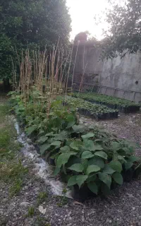 فروش بذر و نهال کیوی
