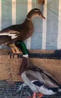 اردک