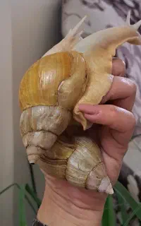 حلزون البینو تخم گزار