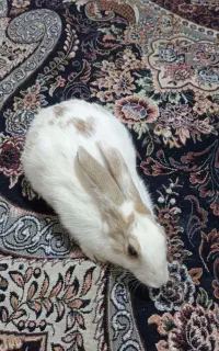 خرگوش نر