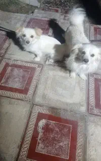 سگ بازگوش