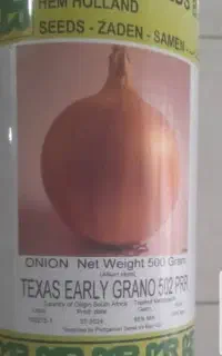 بذر پیاز
