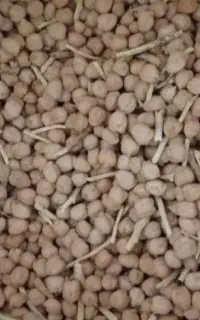 نخود بهاره کرمانشاه