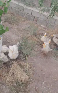 اوردک