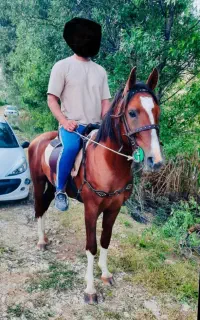 اسب برا کشش