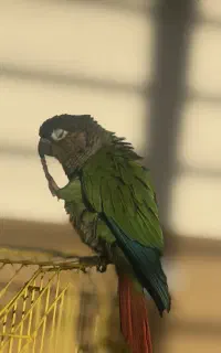 گمشده پرنده