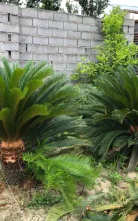 درختچه سیکاس