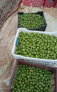 لمپچ / پهیل