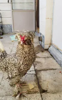 خروس سلطان شاخدار