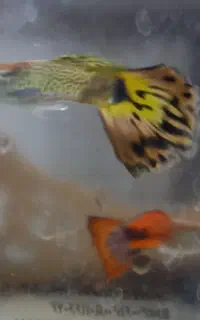 فروش فوری ماهی گوپی کبری و بچه ماهی گوپی کبری