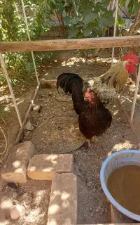 مرغ وخروس رسمی